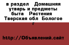  в раздел : Домашняя утварь и предметы быта » Растения . Тверская обл.,Бологое г.